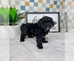 Small #3 Cavapoo (Miniature)