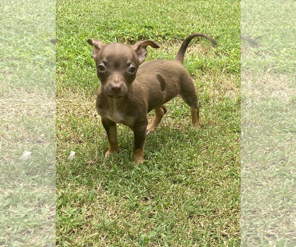 Medium Photo #2 Chihuahua Puppy For Sale in Kannapolis, NC, USA