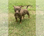 Small #1 Chihuahua