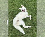 Small #2 Siberian Husky Mix