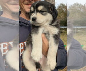 Shollie Dogs for adoption in Oak Bluffs, MA, USA