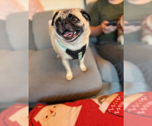 Pug Dogs for adoption in Indianapolis, IN, USA