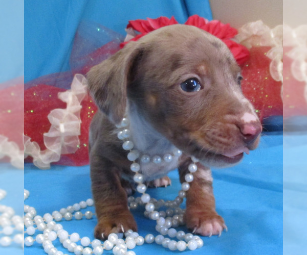 Medium Photo #2 Dachshund Puppy For Sale in FOYIL, OK, USA