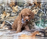 Small #1 Cavapoo (Miniature)