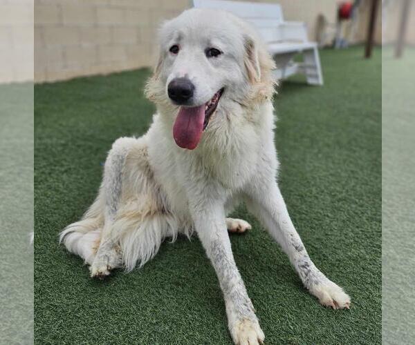 Medium Photo #4 Labrenees Puppy For Sale in Rockwall, TX, USA