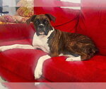 Small #1 Boxer