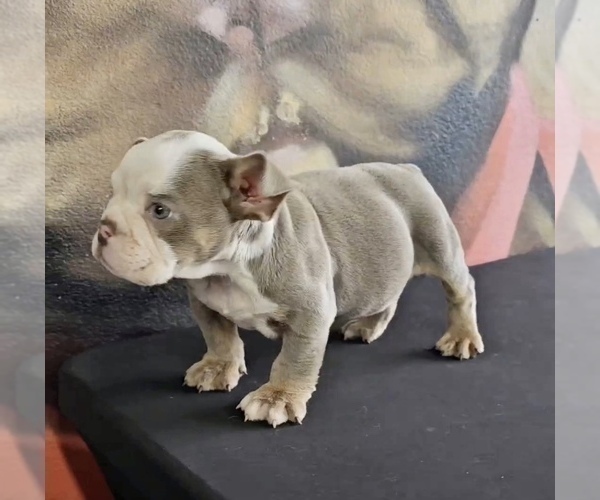 Medium Photo #10 English Bulldog Puppy For Sale in PITTSBURGH, PA, USA
