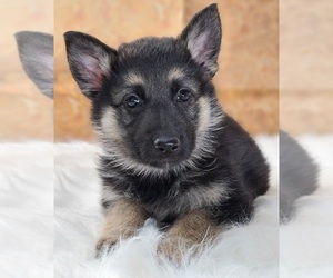 German Shepherd Dog Puppy for sale in WARREN, MA, USA