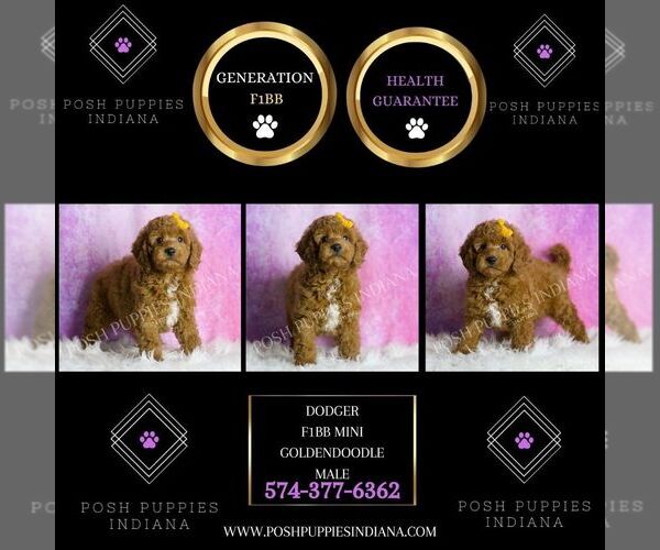 Medium Photo #2 Goldendoodle (Miniature) Puppy For Sale in WARSAW, IN, USA