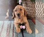 Puppy Puppy 3 Golden Retriever