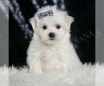Small #7 Maltese