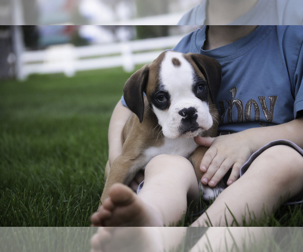 Medium Photo #4 Boxer Puppy For Sale in SHIPSHEWANA, IN, USA