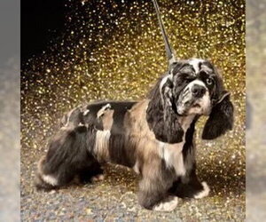 Millie - Female Cocker Spaniel Dog for Adoption - Photo #2