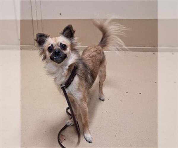 Medium Photo #1 Chihuahua-Unknown Mix Puppy For Sale in Chula Vista, CA, USA