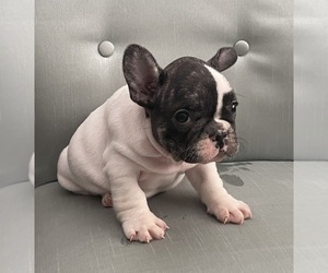 French Bulldog Puppy for sale in JOHNS ISLAND, SC, USA
