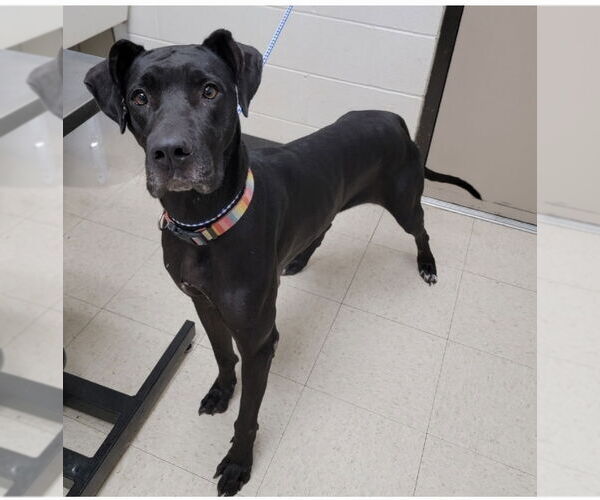 Medium Photo #1 Great Dane-Unknown Mix Puppy For Sale in Mooresville, NC, USA