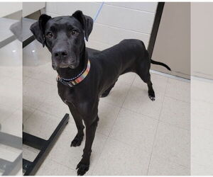 Great Dane-Unknown Mix Dogs for adoption in Mooresville, NC, USA