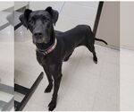 Small Great Dane Mix