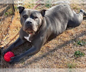 Sheba - Female Mutt Dog for Adoption - Photo #3