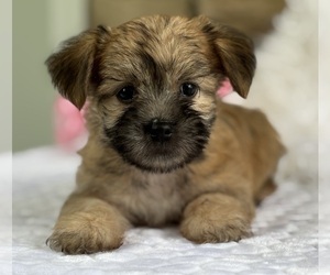 Morkie Puppy for sale in ROCK STREAM, NY, USA