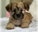 Image preview for Ad Listing. Nickname: AUBREY