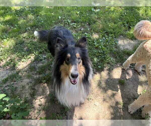 Medium Photo #1 Collie Puppy For Sale in Chantilly, VA, USA