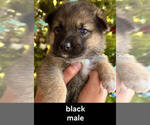 Puppy 8 German Shepherd Dog-Siberian Husky Mix