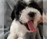 Small Photo #2 Morkie Puppy For Sale in MESA, AZ, USA