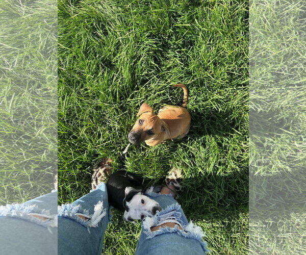 Medium Photo #9 Mutt Puppy For Sale in Sandy, UT, USA