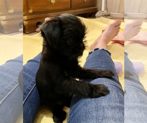 Shiffon Puppy for Sale in DUBLIN, Georgia USA