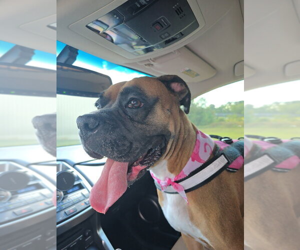 Medium Photo #4 Boxer Puppy For Sale in Austin, TX, USA