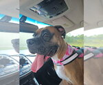 Small #3 Boxer