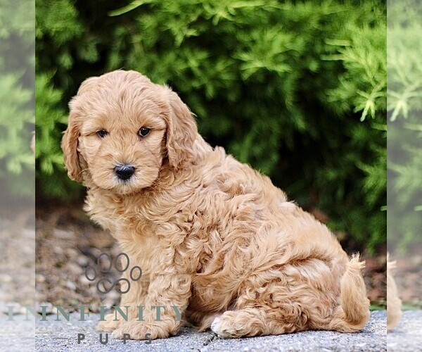 Medium Photo #3 Goldendoodle (Miniature) Puppy For Sale in KINZERS, PA, USA