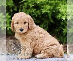 Small #2 Goldendoodle (Miniature)