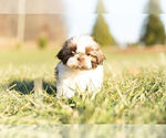 Small Photo #7 Shih Tzu Puppy For Sale in WARSAW, IN, USA