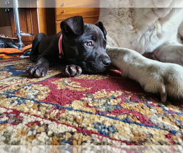 Medium Photo #2 Mutt Puppy For Sale in Belleville, MI, USA