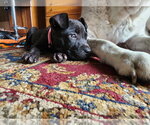 Small #1 Mutt