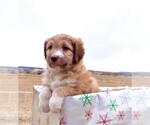 Small Photo #42 Bordoodle Puppy For Sale in OLATHE, CO, USA
