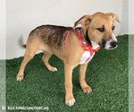 Small #1 Mutt