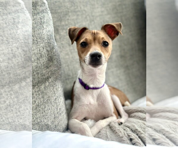 Medium Photo #1 Jack Chi Puppy For Sale in Rockaway, NJ, USA
