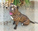 Small #10 American Staffordshire Terrier Mix
