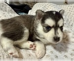 Small #4 Pomsky