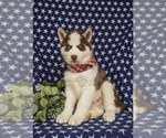 Small #3 Siberian Husky