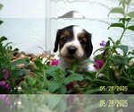Small #3 Dachshund