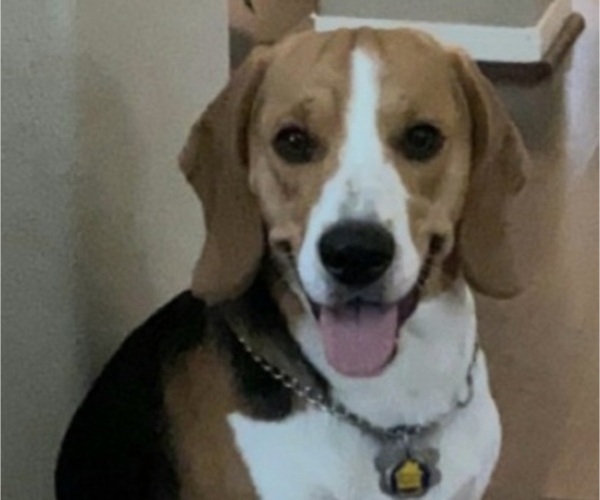 Medium Photo #1 Beagle Puppy For Sale in CYPRESS, TX, USA