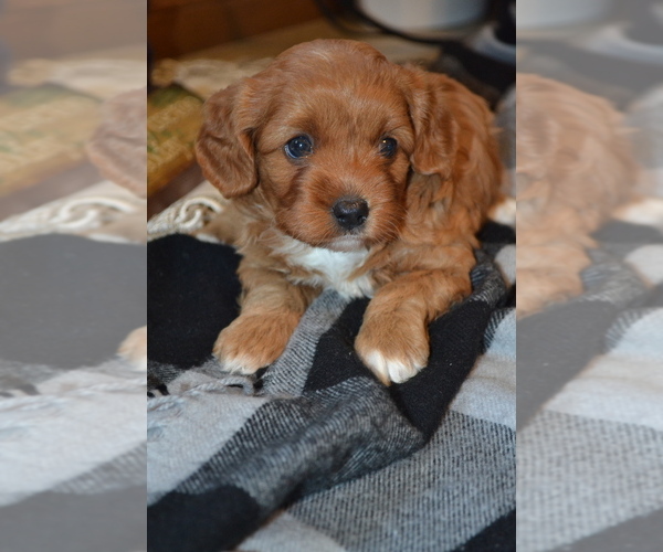 Medium Photo #11 Cavapoo (Miniature) Puppy For Sale in GREENWOOD, WI, USA