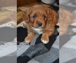 Small Photo #11 Cavapoo (Miniature) Puppy For Sale in GREENWOOD, WI, USA