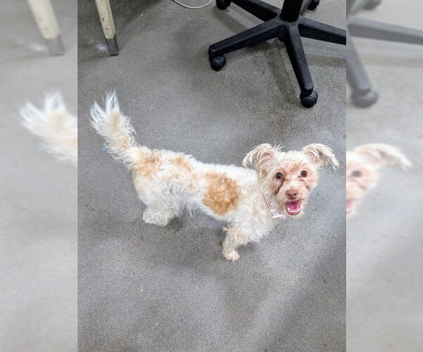 Medium Photo #1 Havanese-Unknown Mix Puppy For Sale in Forestville, MD, USA