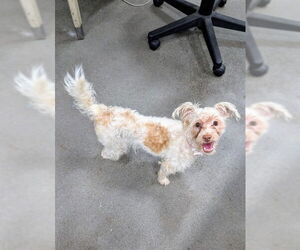 Havanese-Unknown Mix Dogs for adoption in Forestville, MD, USA