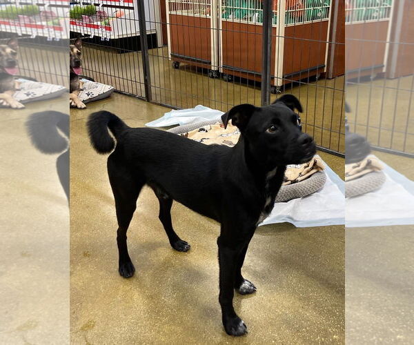 Medium Photo #4 Pointer-Pug Mix Puppy For Sale in El Centro, CA, USA